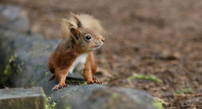 Veszélybe került az európai vörös mókus az Egyesült Királyságban