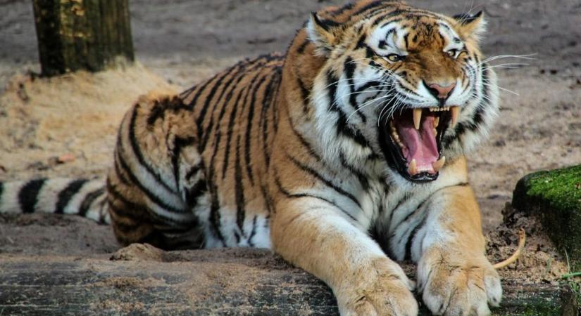 Amerika is nagyban hozzájárul a tigrisek pusztításához