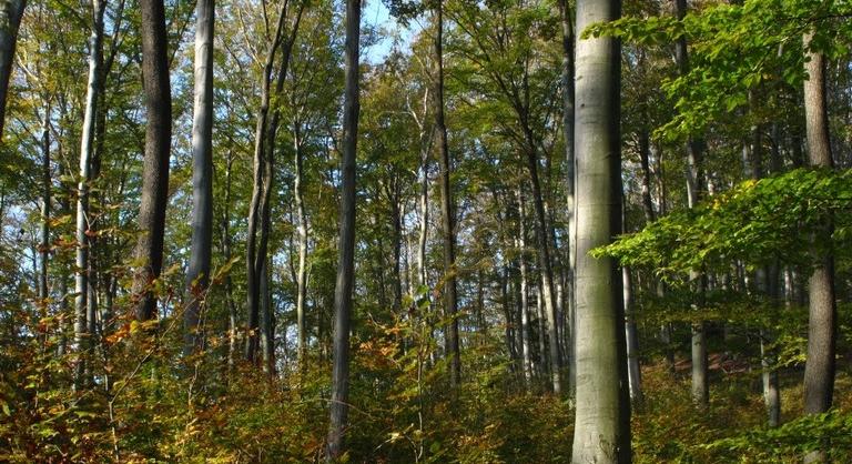 Mindenki megdöbbent: hihetetlen, milyen erdő alakult ki Visegrád határában