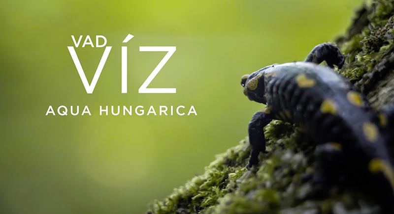 Ingyen megtekinthető a tavalyi év sláger magyar természetfilmje