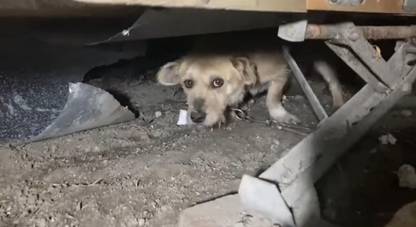 Újabb kutyát mentett meg a fagyoktól az Ultimátum Állatvédelmi Alapítvány
