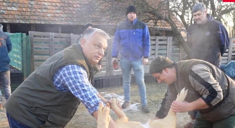 Orbán Viktor disznóvágáson járt, itt a hivatalos videó