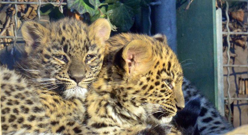Önfeledten játszó leopárdkölykök a Fővárosi Állatkert legújabb videójában