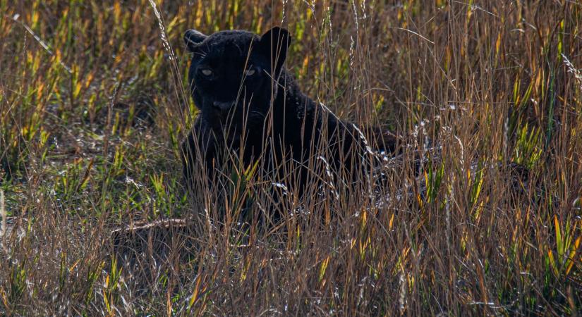 Fekete macska volt a Heves megyében észlelt párduc
