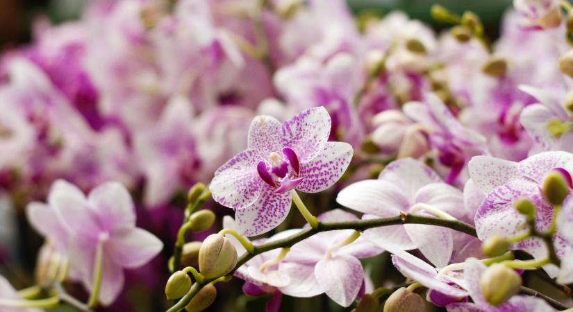 Orchidea, a luxusnövény, amire bármikor szert tehetsz: 5x5 tudnivaló róla