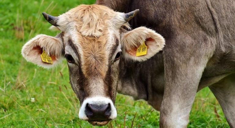 Tanúsítványt kaphatnak az alacsony gázkibocsátású marhák az USA-ban