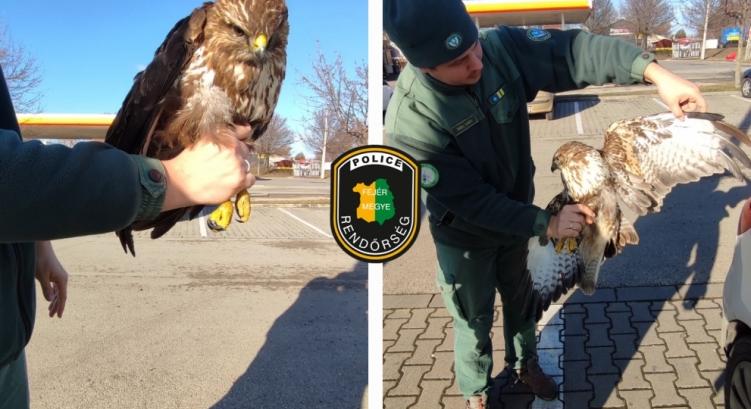 Védett madarat mentettek meg a rendőrök
