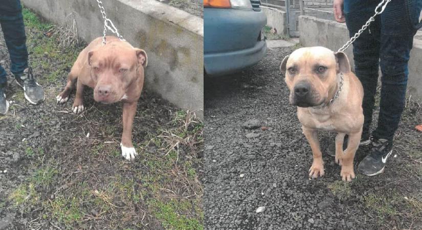 Két pitbull támadt egy nőre Gyomaendrődön, a kutyák tulajdonosa ellen vádat emeltek