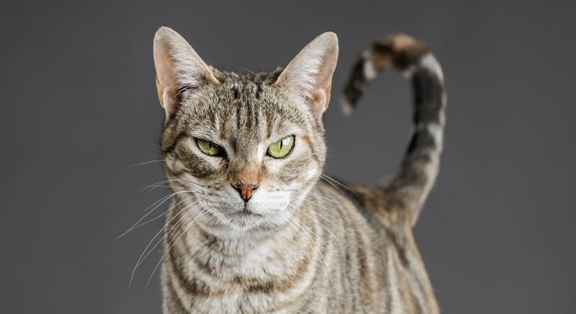 A te macskádnak van pszichopata hajlama? Egy teszt segítségével megtudhatod, kivel élsz együtt valójában