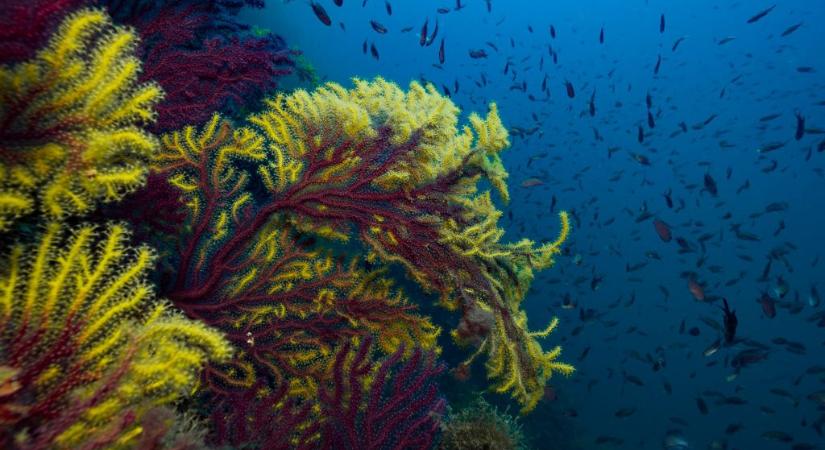 Szép lassan összeomolhatnak a Földközi-tenger korallpopulációi