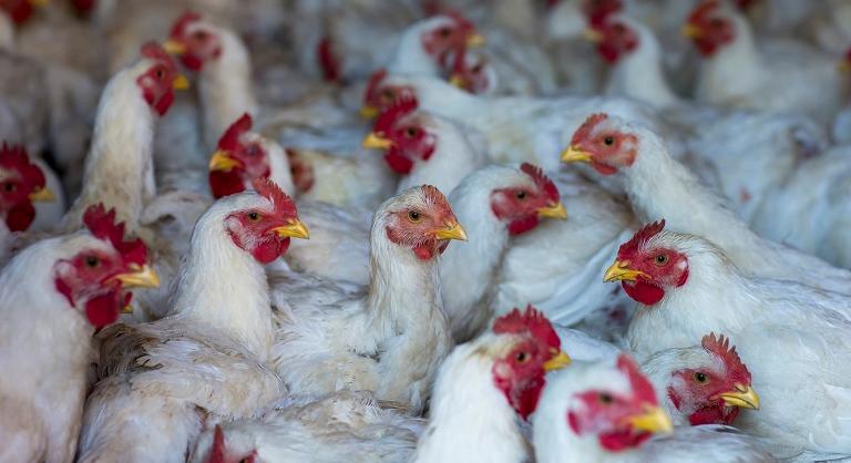 Eldurvult a helyzet a baromfipiacon: komoly csirkehúshiány jöhet a magyar boltokban