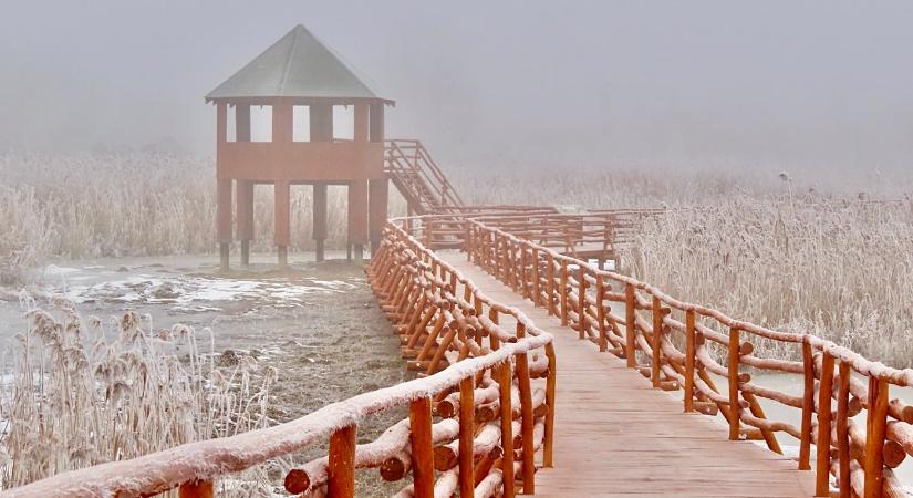 Téli fotókon a Nádirigó tanösvény, a Holt-Tisza sétánya Tiszakécskénél
