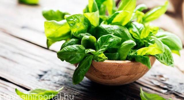 Bazsalikom – az egyik legegészségesebb gyógy- és fűszernövény
