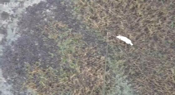 Drónról lógó kolbásszal mentették ki a mocsárba tévedt kutyát