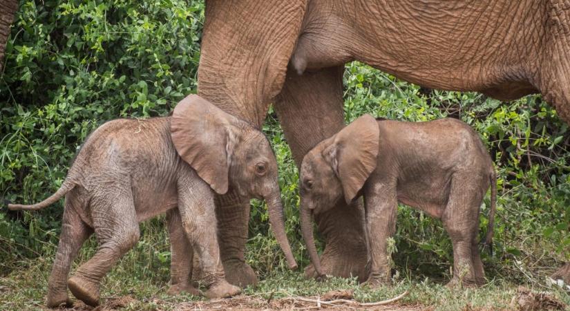 Elefántikrek születtek Kenyában
