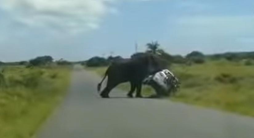 Videóra vették, ahogy az elefánt nekiesik egy SUV-nak, és felborítja