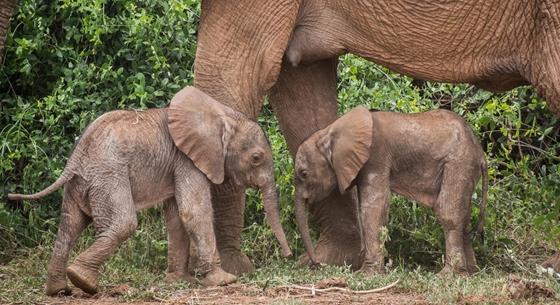Ritka elefántikrekre bukkantak Kenyában – videó
