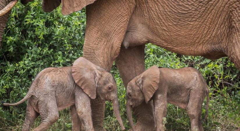 Ikrei születtek egy elefántnak Kenyában