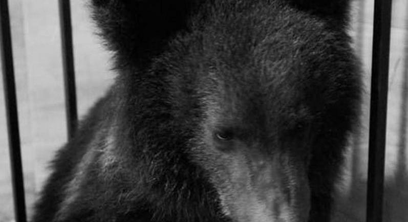 Szomorú: nem tudták megmenteni a magányos, beteg medvebocsot