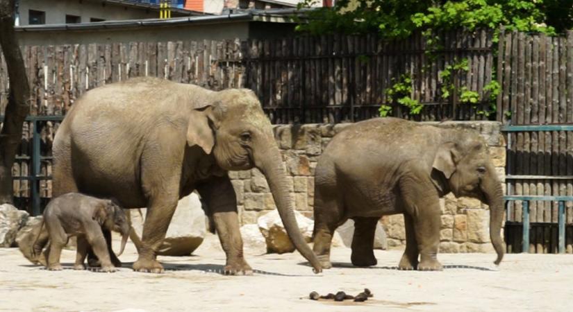 Különleges elefántikrek születtek Kenyában, a fél világot elbűvölték - Videó