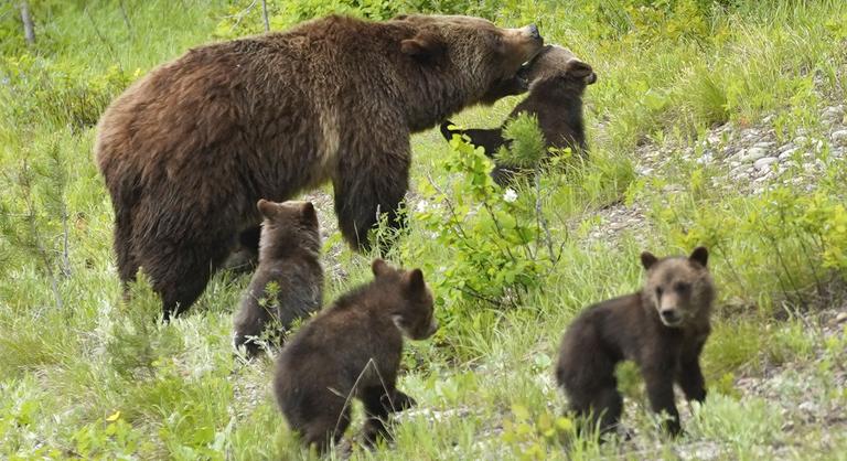 A prédák miatt változtatják élőhelyüket a barna medvék