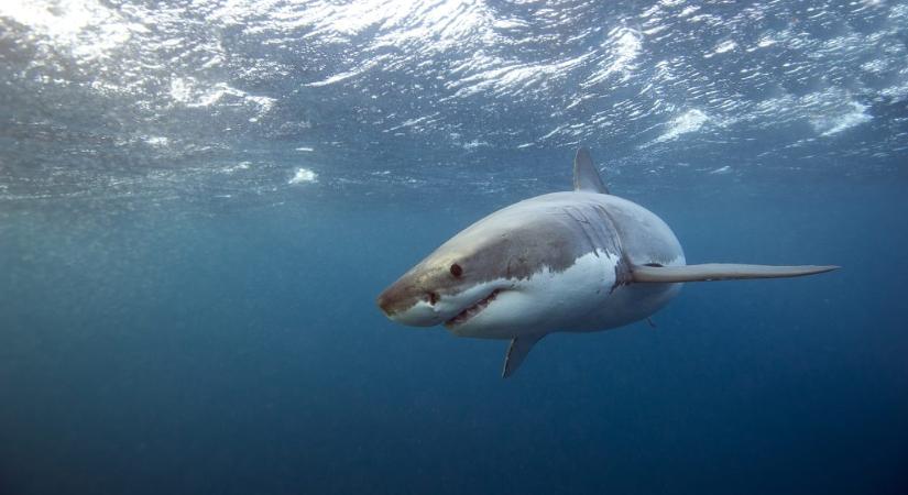 Három év után újra nőtt a cápatámadások száma