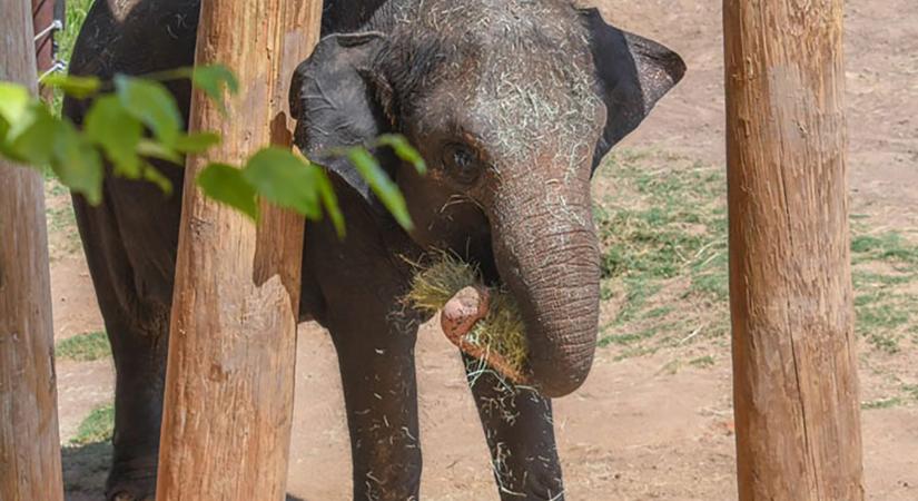 Elefánt született Oklahoma City Állatkertjében