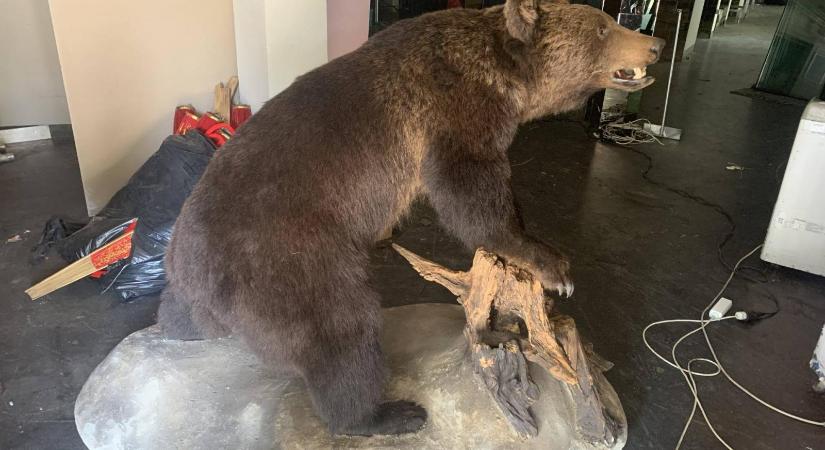 A sümegi önkormányzathoz került a kitömött medve, ami miatt elítélték az egyik fideszes képviselőjét