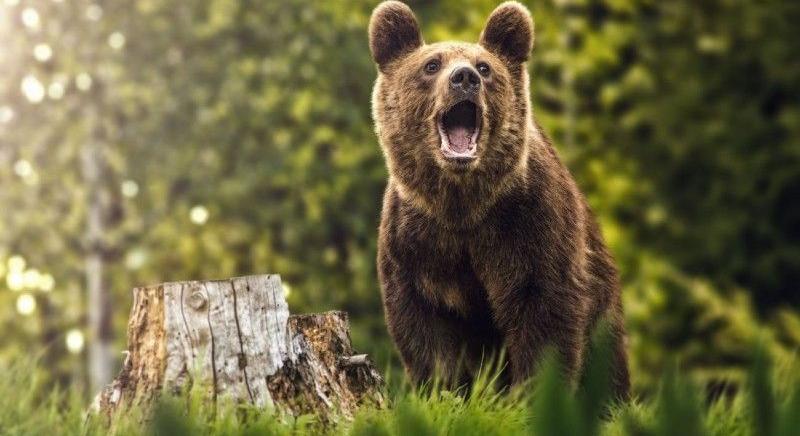 Tíz év alatt több mint kéttucatnyi embert öltek meg a medvék