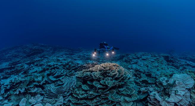 Erre érintetlen korallzátonyra még nincs hatással a fehéredés