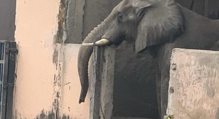 Egy állatkerti elefánt szabadon engedését követelik