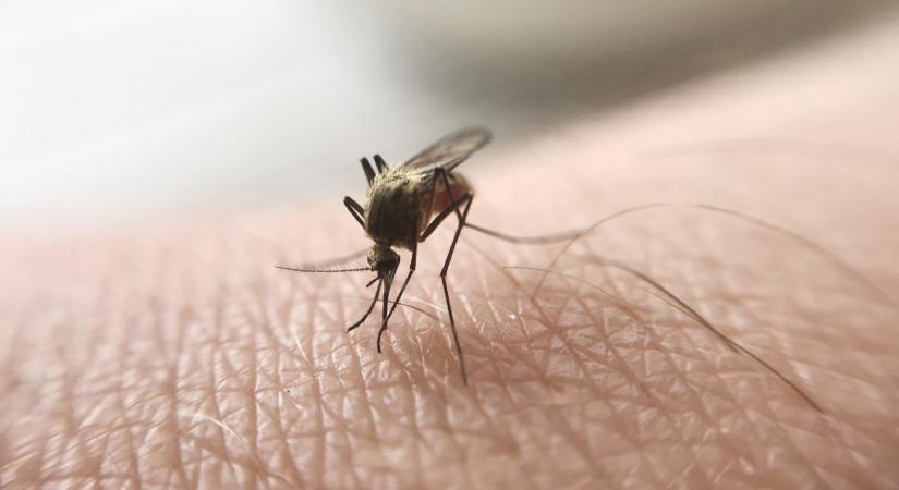 Sikeres a világ első malária elleni oltási kampánya, egyre több kenyai oltatja be magát