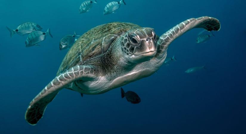 Ez a teknős előre érezhette a tongai kitörést