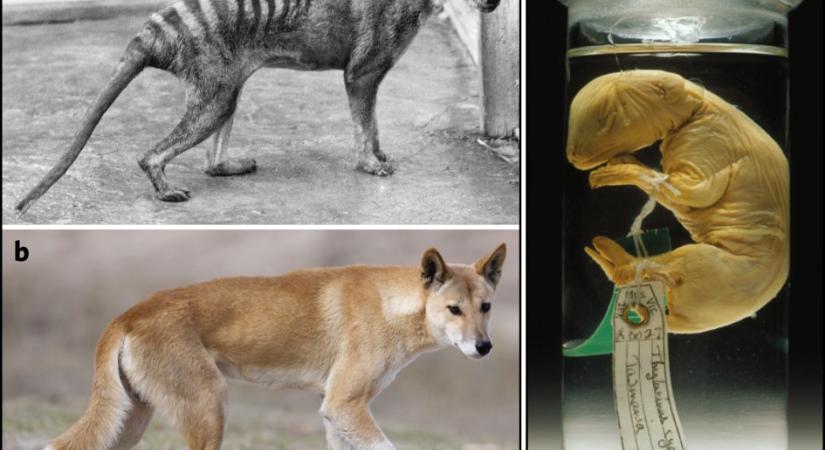 Az erszényesfarkas 1936-ban kihalt, de már dolgoznak a felélesztésén