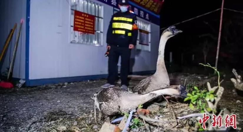 Kínában libákkal őrzik a határt