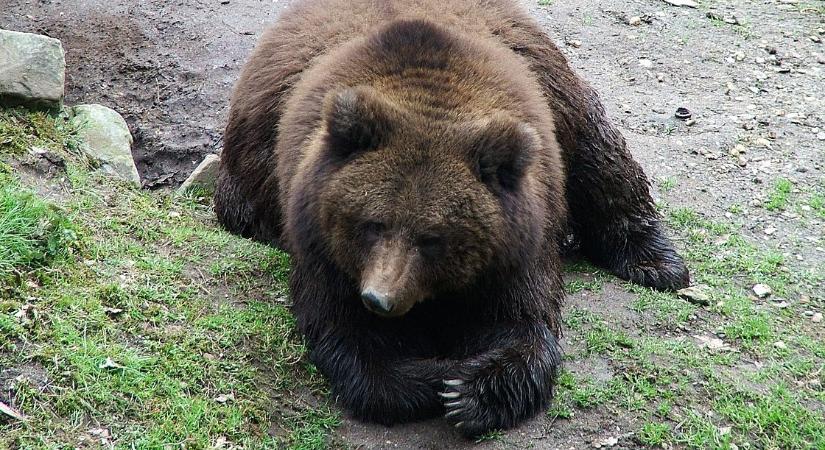 "Hank, a tank" - Betörések miatt "köröznek" egy 200 kilós medvét Kaliforniában