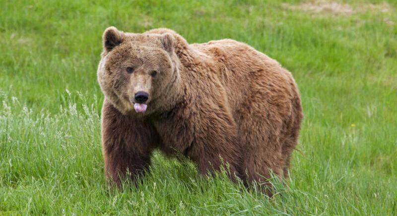 Betörések miatt "köröznek" egy 200 kilós medvét Kaliforniában
