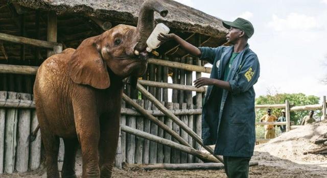 Napi cuki: három év után a vadonba készül a kiselefánt, így készítik fel a gondozói