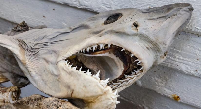 Horrorfilmbe illő ez az elhagyatott akvárium