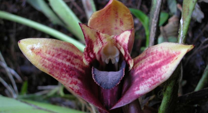 Gyönyörű orchideát találtak Ecuadorban