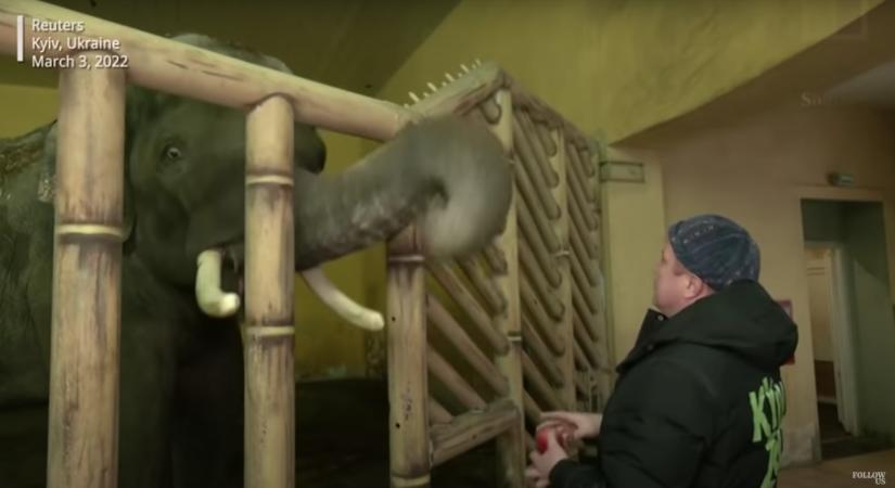 Kijevi állatkert: egy ember mindig együtt alszik a robbanások hangjától lesokkolt elefántal