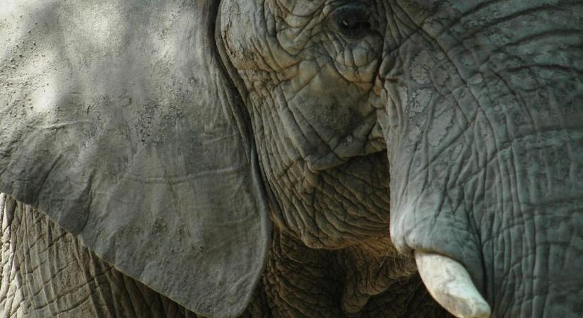 Félős elefánt, óvóhely a madárházban – ilyen az élet a kijevi állatkertben háború idején