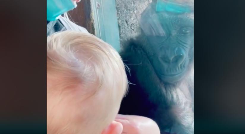 Újszülött gyermekével ment vissza a gorillákhoz a gondozójuk, a reakciójuk futótűzként terjed a Tik-Tok-on