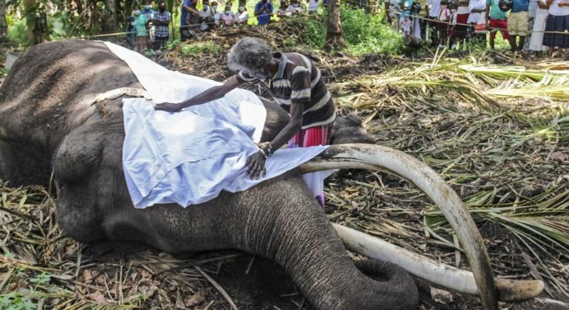 Elpusztult Srí Lanka legszentebb elefántja