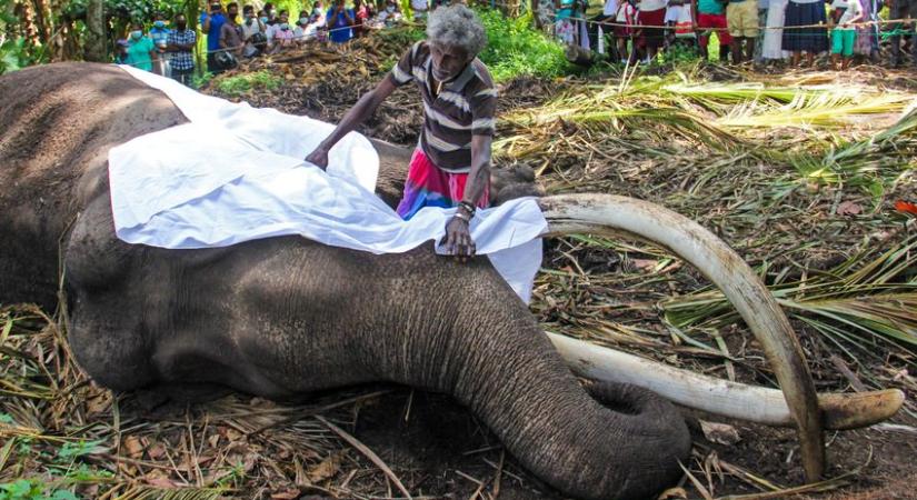 Elpusztult 68 évesen Srí Lanka legszentebb elefántja