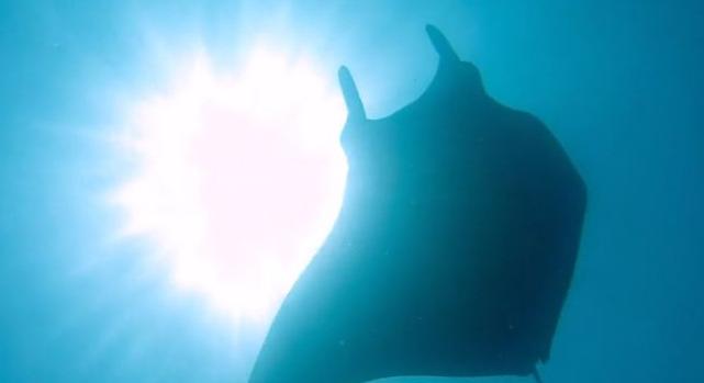 Napfogyatkozás az óceán mélyén: ez a gigantikus rája földöntúli látványt nyújt