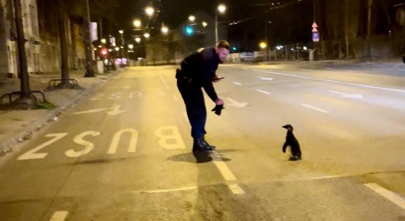 Pingvint fogtak a rendőrök a budapesti Dózsa György úton