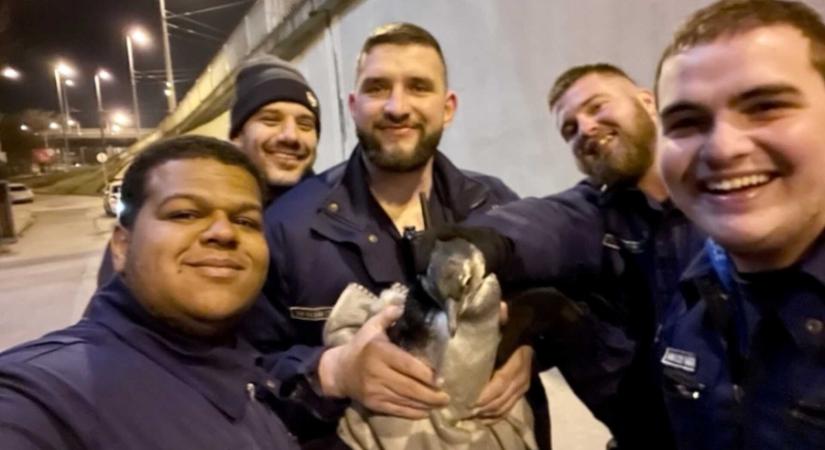 Pingvint fogtak a rendőrök a budapesti Dózsa György út közepén