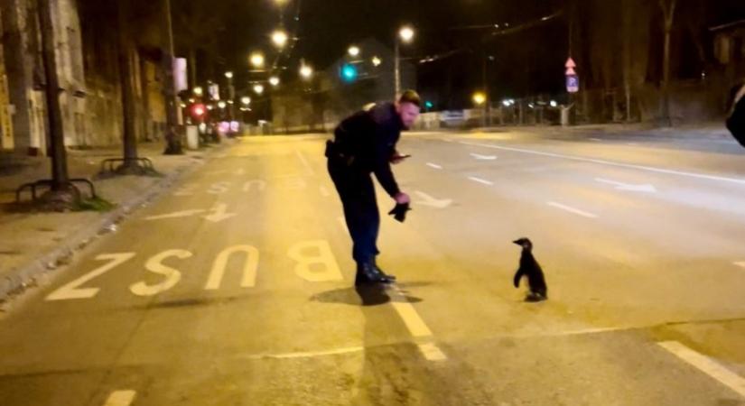 Szökevény pingvint mentettek a rendőrök a Dózsa György úton