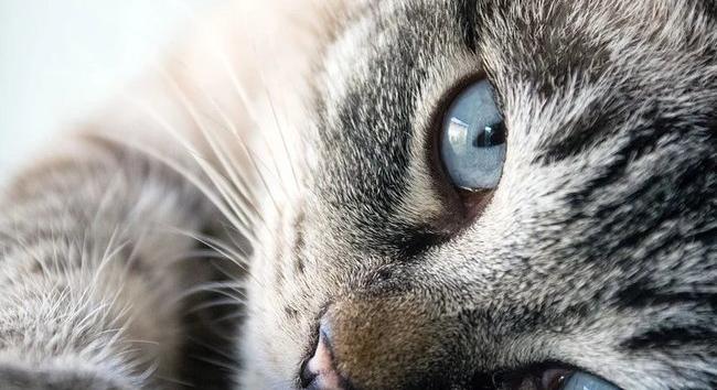 Brutálisan megkínoztak egy macskát Cegléden: a farkát is csak a szőr tartotta össze